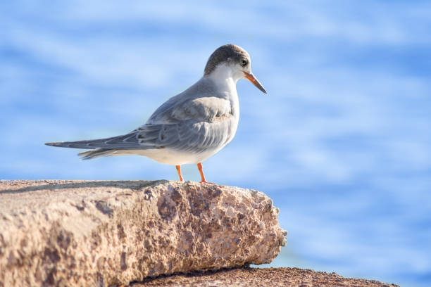 istock beautiful young seagull (Larus argentatus) standing on a stone 1282618909