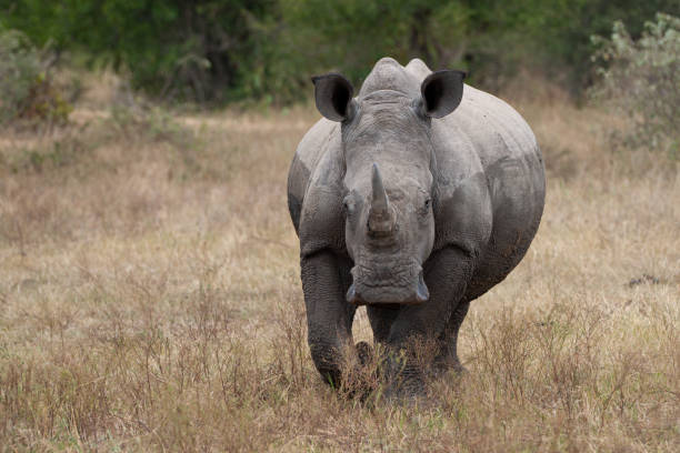istock White Rhino 1282618985