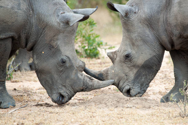 istock 2 White Rhino 1282619201
