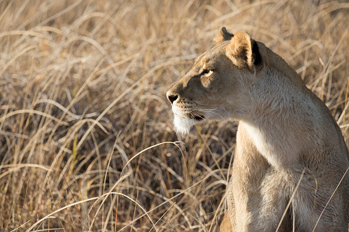 Came across this majestic lion while on Safari in Botswana's wild Okavango Delta. Animal lion king wildlife Africa safari savanna wilderness nature predator mane male danger