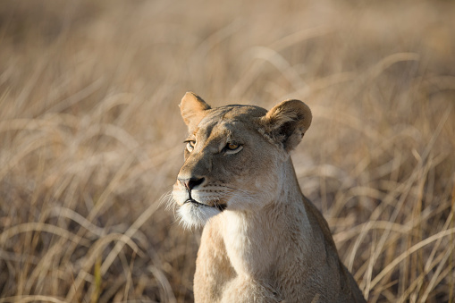 A Lioness in Chobe National Park, Botswana.
