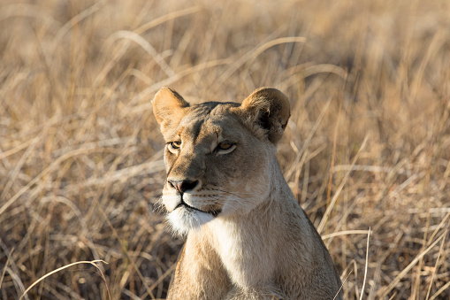 Two male lions against the evening sun. \nLocation: Lake Kariba/Bumi Hills,  Matusadona National Park, Zimbabwe, southern Africa.