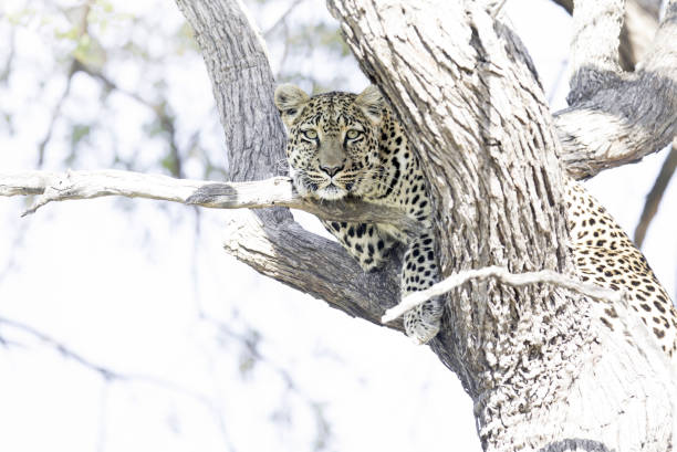 istock A Leopard in Chobe National Park, Botswana. 1282620070