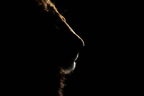 un leone maschio nel chobe national park, botswana. - riserva di savuti foto e immagini stock