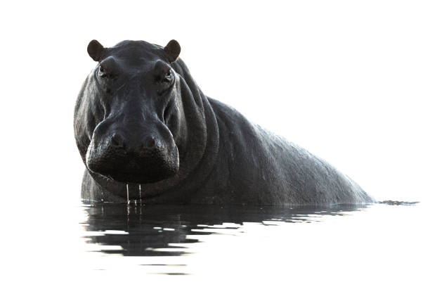 A Hippo in the water in Chobe National Park, Botswana. stock photo