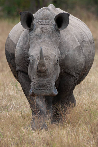 istock White Rhino 1282620256