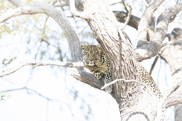 istock A Leopard in Chobe National Park, Botswana. 1282620304