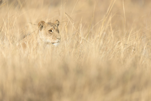 The African lion (Panthera leo) is one of the four big cats in the genus Panthera and a member of the family Felidae. Young cubs in the Masai Mara National Reserve, Kenya.