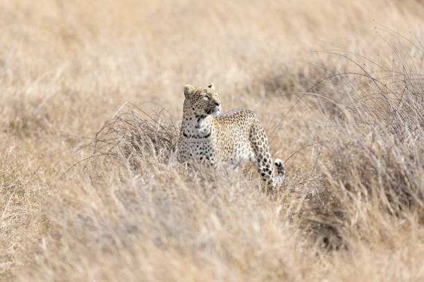 istock A Leopard in Chobe National Park, Botswana. 1282620379