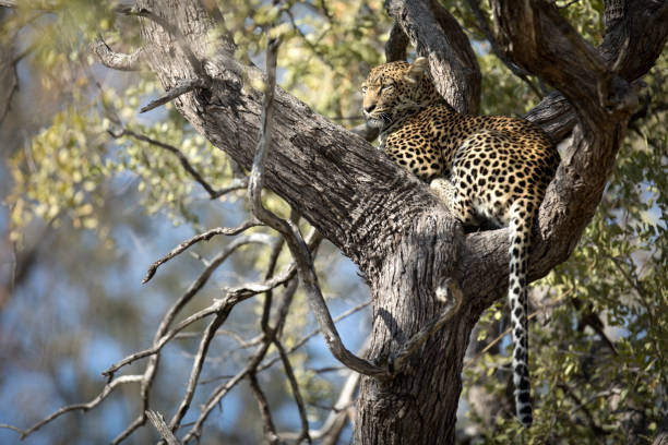 istock A Leopard in Chobe National Park, Botswana. 1282620434