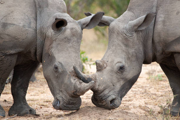 istock 2 White Rhino 1282620439