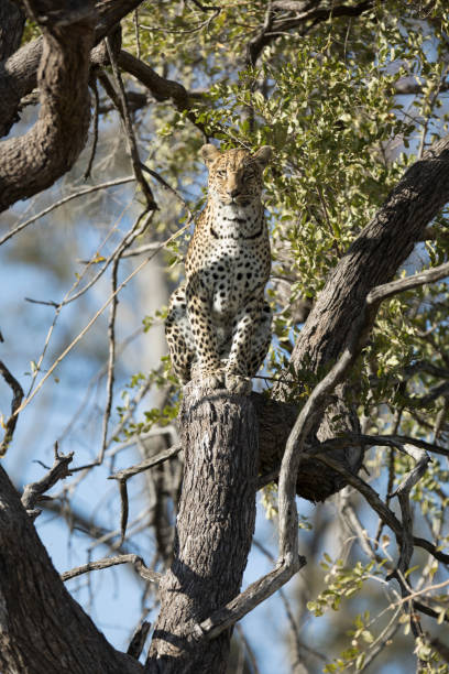 istock A Leopard in Chobe National Park, Botswana. 1282620445