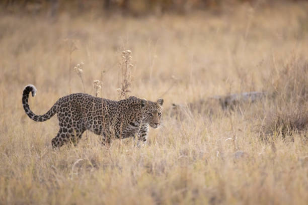 istock A Leopard in Chobe National Park, Botswana. 1282621045