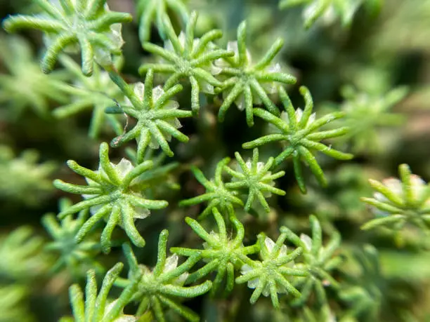 This is a green mat forming plant, sometimes purplish in older plants. The plants produce umbrella-like reproductive structures known as gametophores.