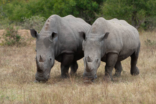 istock 2 White Rhino 1282621503