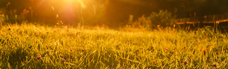 Grass on field and sun rays banner. Beautiful sunset in summer background. Nature texture with sunny rays