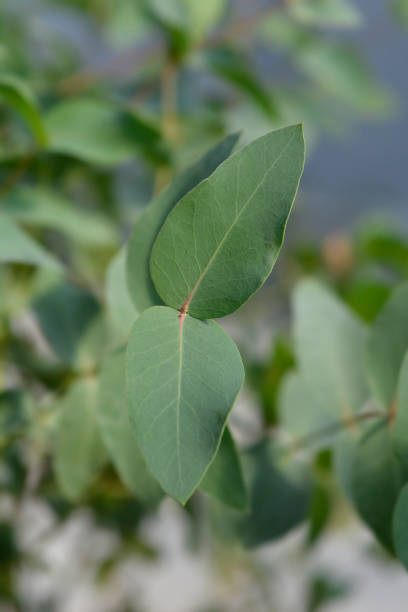 istock Broad-leaved ribbon gum 1282623782