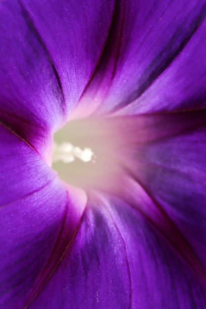 istock Morning Glory Flower. Beautiful wallpapers. 1282624497