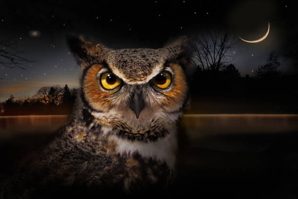 Great Horned Owl and moonlight
