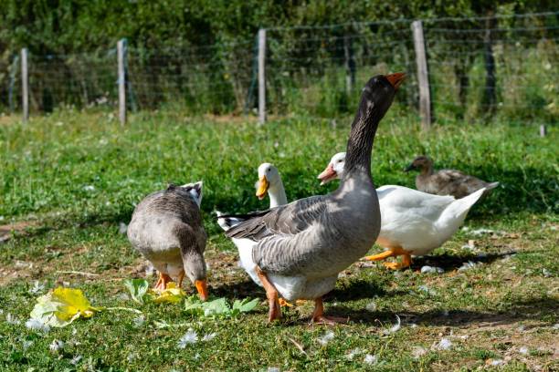 istock group of ganders and ducks 1282624917