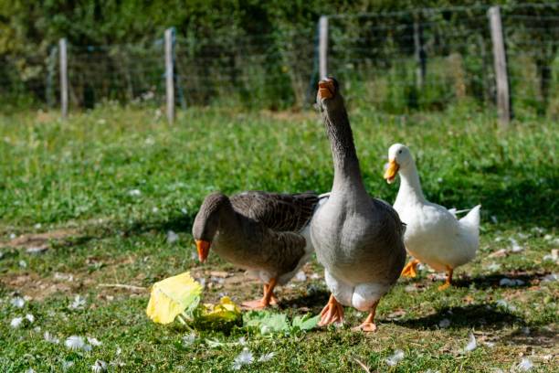 istock group of ganders and ducks 1282624928