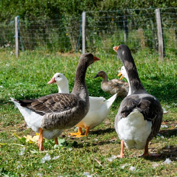istock group of ganders and ducks 1282624929