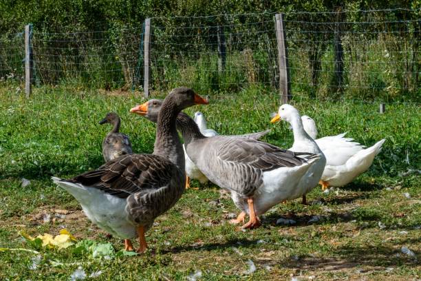 group of ganders and ducks