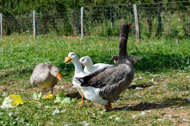 istock group of ganders and ducks 1282624960