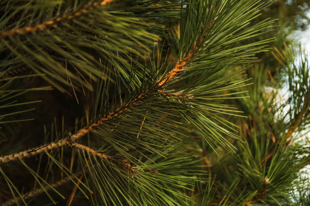 istock Pine branches and selective focus, close up 1282625228