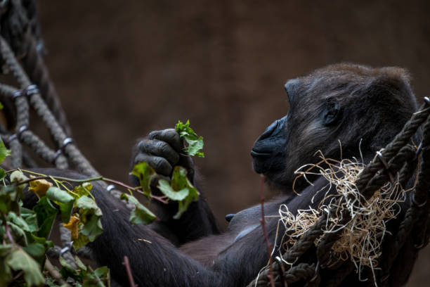 istock Chimpanzee relaxing 1282626372
