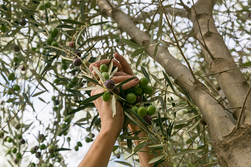hands of people picking seasonal olives