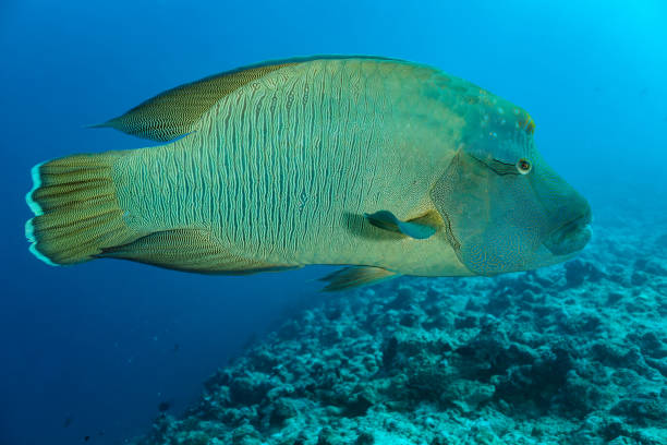 Napoleon Wrasse Cheilinus undulatus, Endangered Fish Species, Blue Corner, Palau, Micronesia Napoleon Wrasse Cheilinus undulatus over the bottom of Blue Corner, famous dive site of Palau. Adults develop thick lips and a prominent bulbous hump on the forehead and can grow up to more than 2.2 meters. The species inhabits steep outer reef slopes, channel slopes and lagoon reefs. Primary food are mollusks, fishes, sea urchins, crustaceans and other invertebrates. Napoleon Wrasse is one of the few predators of toxic animals such as sea hares, boxfishes and crown-of-thorns starfish. Napoleon Wrasse is is seriously endangered, being hunted to the brink of extinction to feed a growing demand among wealthy Chinese diners for luxury live fish. Not wise, so crown-of-thorns starfishes take over and destroy the reefs.  Palau, Micronesia, 7°8'9.15" N 134°13'14.97" Eat 17m depth humphead wrasse stock pictures, royalty-free photos & images