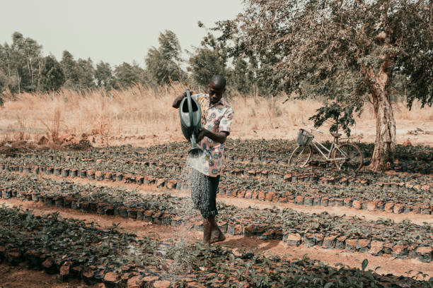 Agriculture in Burkina Faso The agricultural system of Burkina Faso is traditional and not too advanced. The country is very poor and the climate too arid to allow a sufficient yield of crops. In this image, taken on the occasion of a reportage made in December 2017, we see a man watering a vegetable garden belonging to an agricultural cooperative located a few kilometers from the capital, Ouagadougou. The reportage was commissioned to me by an NGO that has been carrying out food education projects in the sub-Saharan country for some years. climate crisis photos stock pictures, royalty-free photos & images