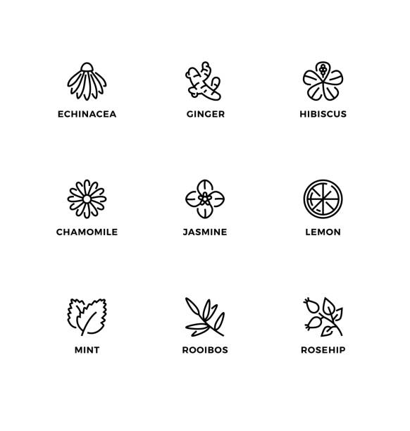 Vector set of design elements, logo design template, icons and badges for the flavor of organic tea. Vector set of design elements, logo design template, icons and badges for the flavor of organic tea. Black and white, line icon set, editable stroke. rose hip stock illustrations