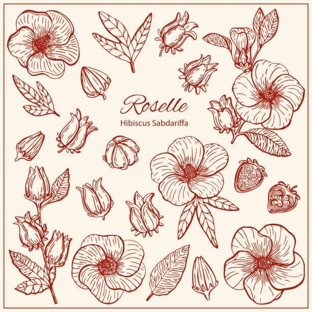 illustrazioni stock, clip art, cartoni animati e icone di tendenza di set con fiori di hibiscus sabdariffa o roselle - healthy eating red colors healthcare and medicine