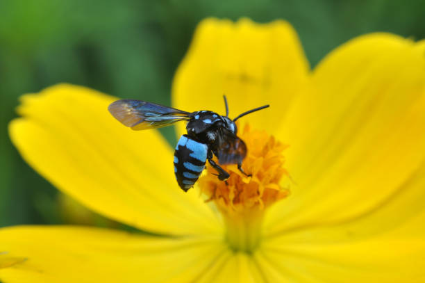 Thyreus nitidulus, commonly known as the neon cuckoo bee, is a parasitic bee of the genus Thyreus