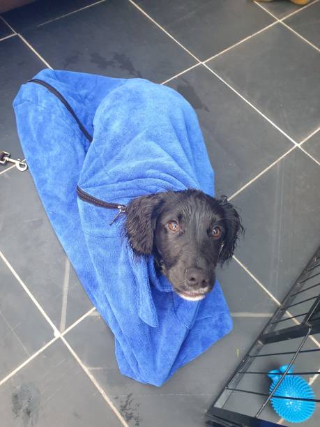 istock Cocker spaniel puppy drying after a walk 1282633181