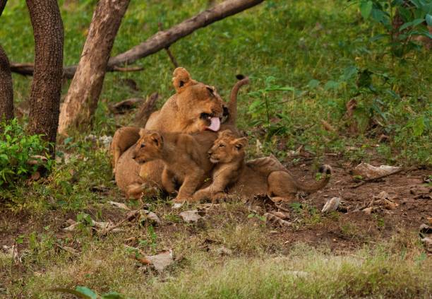 Two playful lion cubs take on a dramatic orange glow in early morning light as mother lioness takes a cat nap in the Okavango Delta
