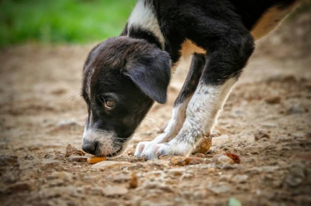 istock Innocence 1282633615