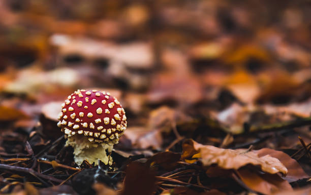 istock Toxic toadstool mushroom in the autumn forest 1282635304
