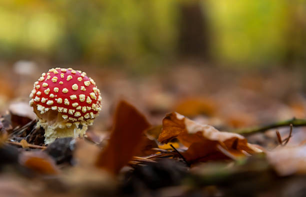 istock Toxic toadstool mushroom in the autumn forest 1282635368
