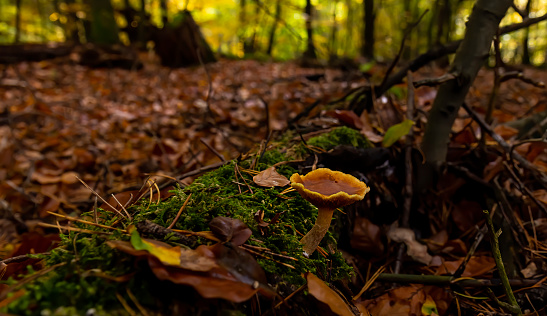 Wild yellow mushroom grows from green moss surrounded by fall leaves in the autumn forest