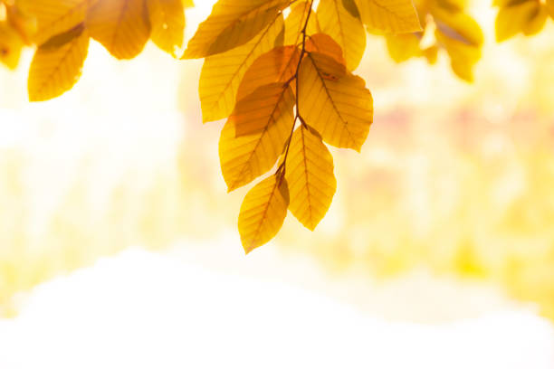 november yellow leaves on the background
