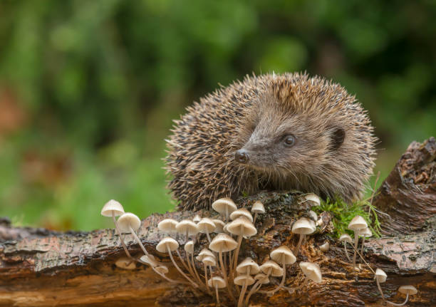Wild, native, European hedgehog foraging in natural Woodland habitat with small white toadstools stock photo