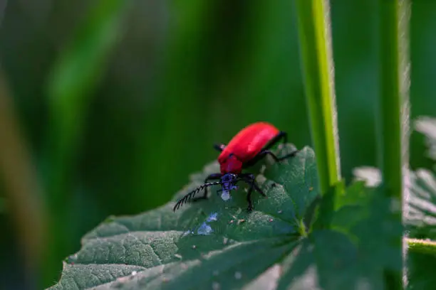 Photo of Fire beetle food