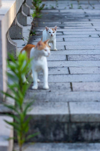 Two cute little cats on the stone.