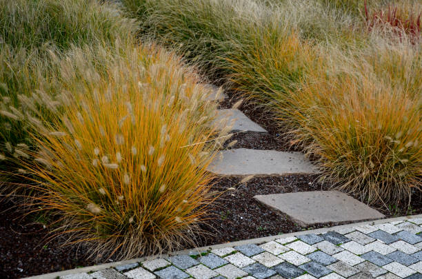 questa graziosa fontana erba rimane un'erba ornamentale preferita. i suoi incantevoli pennacchi color arrosh si presentano a metà estate, fornendo mesi di bellezza e divertimento del giardino. foliage e gambi di fiori ondeggiano con un tocco di brezza dol - fountain landscaped ornamental garden flower bed foto e immagini stock