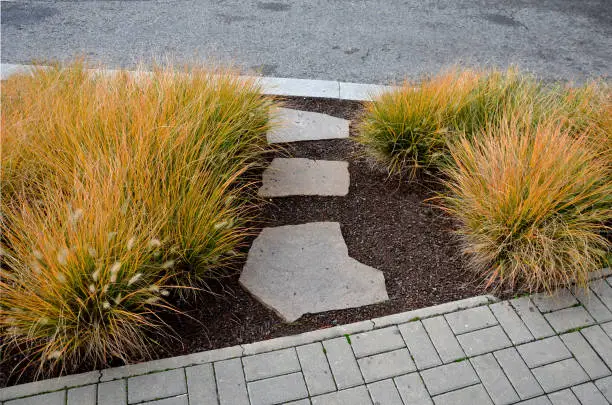 persicaria, bistorta, superba, pennisetum, alopecuroides, red, violet, perennial, ornamental, grass, grasses, softness, lava, gravel, brown, concrete, tiles, cubes, stone, pedal, path, street, prairie, hameln, geranium, sidewalk, walkway, irregular, natural, tufa, beige, yellow, color, trimmed, gray, mulch, mulching, cutting, short, bunch, dry, autumn, carnea, cassian, piglet, fountain, head, dwarf, steppe, meadow staircase, stairs, railing, flowerbed, park