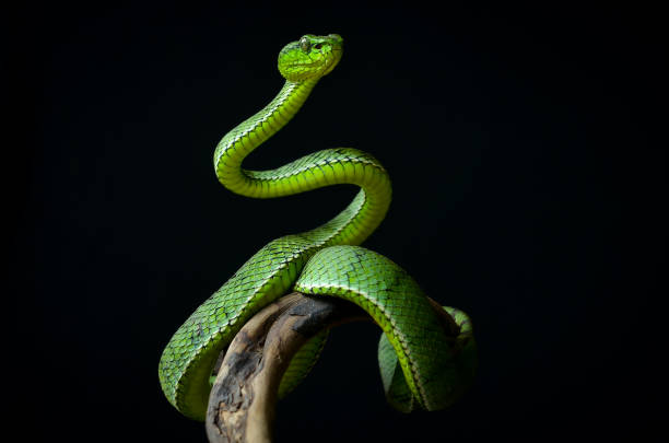 istock Green insularis 1282639334