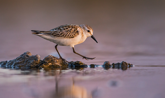 Dotterel bird, also known as the red-breasted plover, walking on rocks in water.